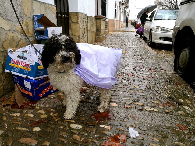 Please, I want to go home! Photo © Karethe Linaae